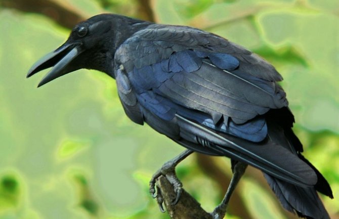 Istrenirali vrane da čiste park (VIDEO)