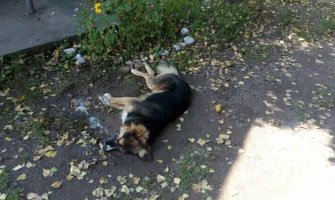 Masovno trovanje pasa i mačaka u Mojkovcu (FOTO)