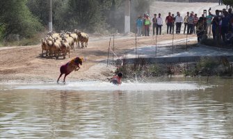 U Turskoj održana trka ovaca, tradicija stara 845 godina(FOTO)