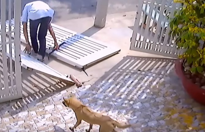 Smotan lopov i najgori pas čuvar (VIDEO)