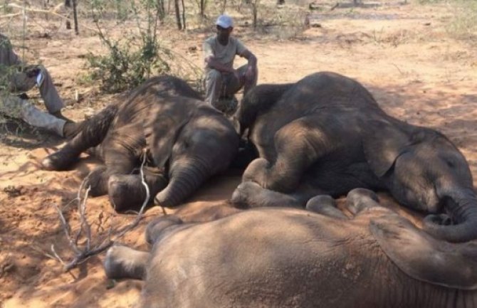 Pronađeno 90 mrtvih slonova, sumnjaju na lovokradice