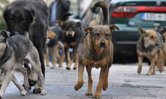 Odšteta od 500 eura Nikšićanki zbog ujeda psa lutalice