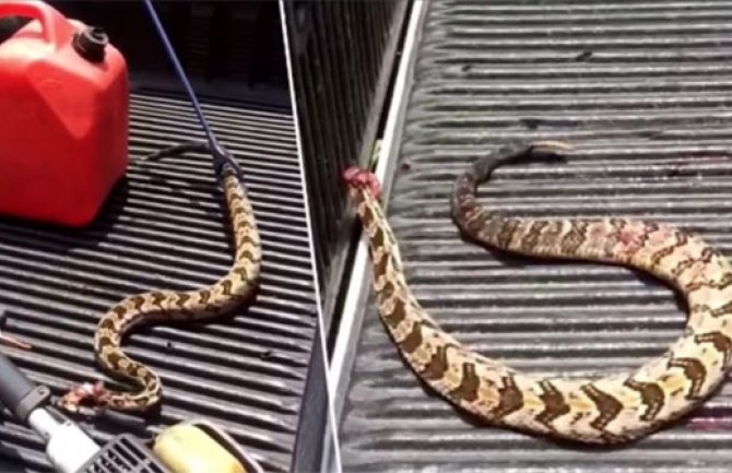 Otkinuo zmiji glavu, a ona ga nakon sat vremena napala(VIDEO)