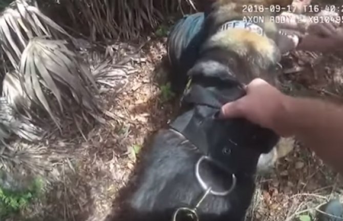 Snimak koji je obišao svijet: Policijski pas uhvatio otmičara djeteta (VIDEO)