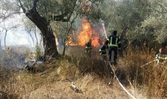 U požaru u Ulcinju izgorjelo na desetine stabala stoljetnih maslina