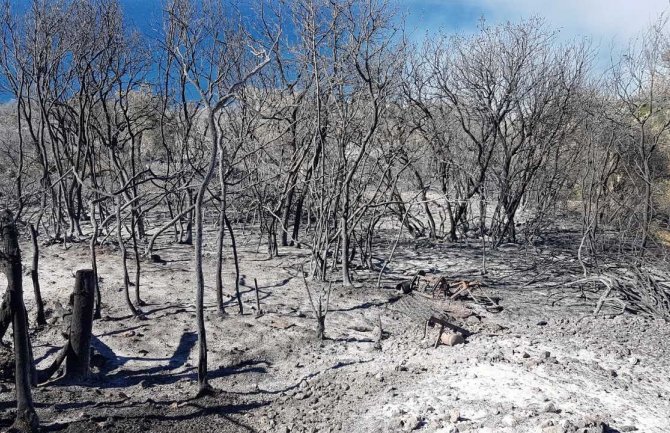 Alarmantno u Ulcinju: Vatra zahvatila i pojas uz more, uništeno stotine stabala masline(VIDEO)