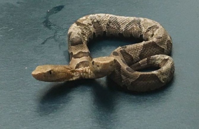 Pronađena zmija sa dvije glave, obje ispuštaju otrov (VIDEO)