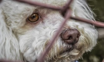 Prijatelji životinja: U Crnoj Gori životinje svakodnevno zlostavljaju, truju i ubijaju