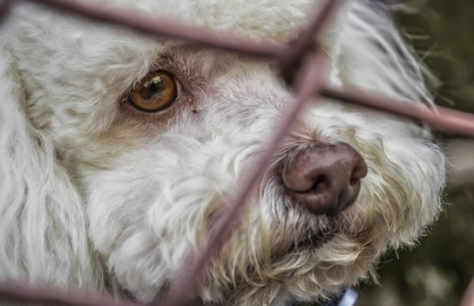 Prijatelji životinja: U Crnoj Gori životinje svakodnevno zlostavljaju, truju i ubijaju