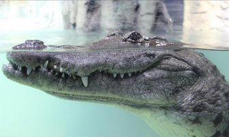 Australija: Krokodil usmrtio ženu