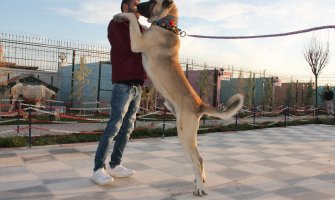 Gorostas među psima: Veličanstveni turski mastif sve popularniji (FOTO)