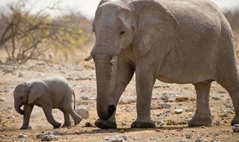 U Indiji otvorena prva bolnica za slonove