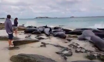 Na novozelandskoj plaži se nasukalo 145 kitova