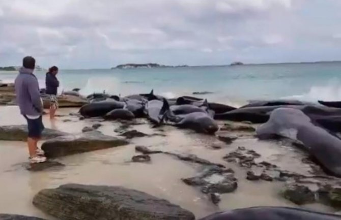 Na novozelandskoj plaži se nasukalo 145 kitova