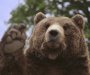 Medved koji ima sreće: Divlja zver uživa u Drini, pliva i ne staje