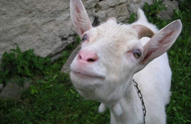 Simićima koza Belka pojela 20.000 eura koje su namijenili za kupovinu imanja 