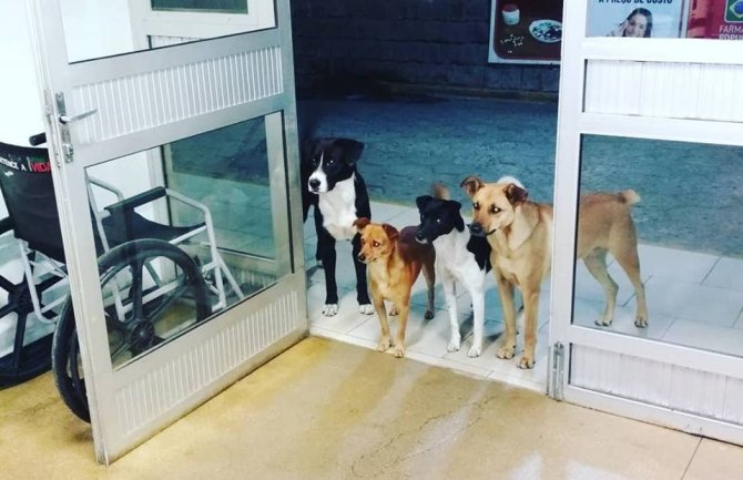 Beskućnik završio u bolnici, psi o kojima se brine čekali ispred 