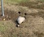 Ptice se predozirale koktelom tableta u parku