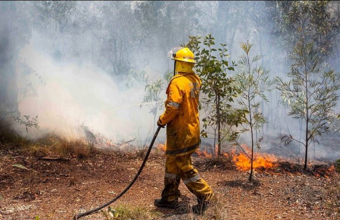 Rekordan toplotni talas u Australiji: Životinje umiru od vrućine, asfalt se topi (FOTO)