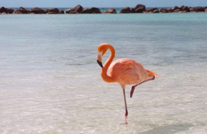 Zašto flamingosi stalno stoje na jednoj nozi?