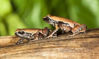U Indiji pronađena nova vrsta žabe