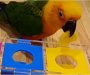  Papagaj naučio da razlikuje boje: Pogledajte kako se snalazi sa zadacima (VIDEO)