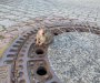 Debeli pacov se zaglavio u otvoru kanalizacije, spasili ga vatrogasci(VIDEO)