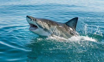 Hrvatska: Ribar ulovio morskog psa dugog osam metara (VIDEO)