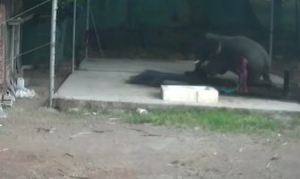 Tukao slona da bi sjeo,  životinja legla na njega i ubila ga (VIDEO)