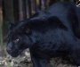 SAD: Pokušala da napravi selfi u zoološkom vrtu,pa je napao jaguar (VIDEO)
