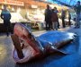 350 kilograma teška morska neman: Turski ribari upecali četiri metra dugog morskog psa (FOTO)