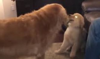 Mali psić postao vodič slijepom starijem psu (VIDEO)