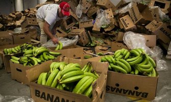Njemačka: U paketima sa bananama pronađeno stotine kilograma kokaina