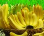 Uništeno 19.591 kilogram banana zbog pesticida