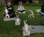 Hit u hotelu u Engleskoj:  Lemuri odlični partneri za jogu (FOTO)