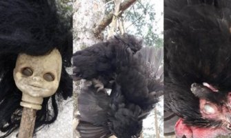 Pljevlja: Pronađena kokoška sa izvađenim očima i osakaćena lutka