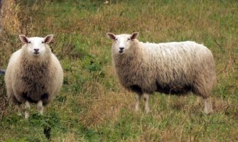 Poljoprivredniku iz Gornjih Vranjića psi lutalice usmrtili četiri ovce