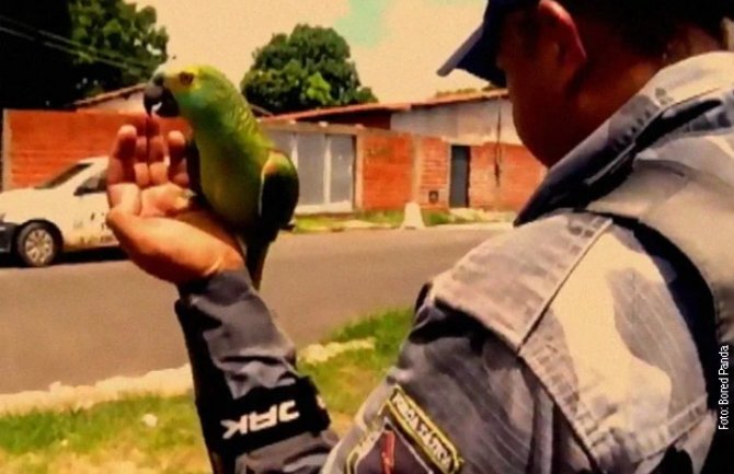  „Mama, policija, policija!“Uhapšen papagaj zbog pomaganja dilerima(VIDEO)
