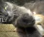 Neobičan prizor na Krimu: Mačka usvojila male vjeverice (VIDEO)