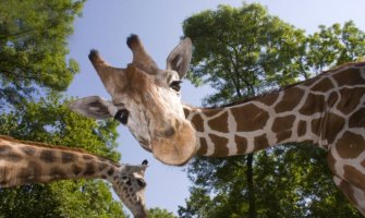 Krupne oči dugih trepavica žirafe poželjeće vam dobro jutro kroz prozor (FOTO) (VIDEO)