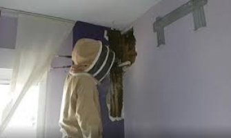 Bračni par u spavaćoj sobi pronašao košnicu od 80.000 pčela (VIDEO)