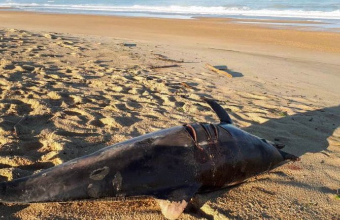 Nasukao se 261 delfin u Meksičkom zalivu, većina uginula