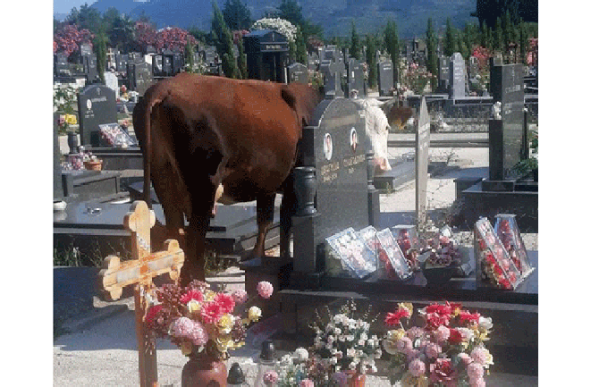 Tivat: Stoka upada na groblje, građani ogorčeni
