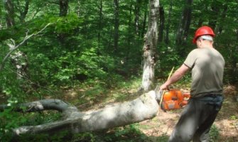 Lugar omogućio bespravnu sječu: Oštetio budžet Uprave za šume za 144.473