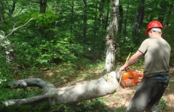 Lugar omogućio bespravnu sječu: Oštetio budžet Uprave za šume za 144.473