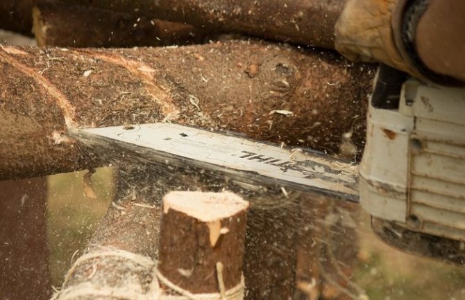 Savez drvoprerađivača: Joković da stane na kraj kriminalnim klanovima koji državu godišnje koštaju 70 miliona eura