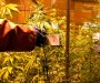 Pokrenuta peticija za legalizaciju marihuane
