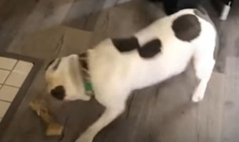 Pas koji ne može da sakrije oduševljenje kad dobije omiljenu hranu (VIDEO)