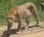 U Indiji leopard napao dijete, majka ga spasila od krvoločne životinje