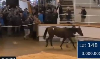 Šeik iz Dubaija potrošio četiri miliona dolara za novog konja 